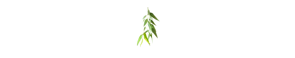 Citroeneucalyptus