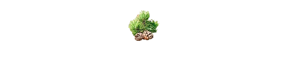 Pine