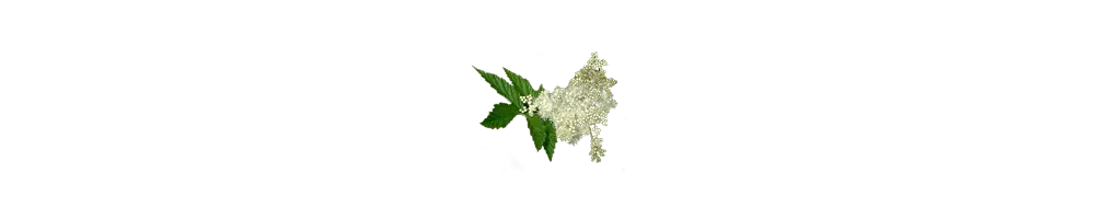 Moerasspirea