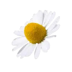Camomille