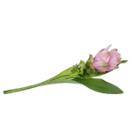 Curcuma