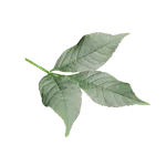 Es