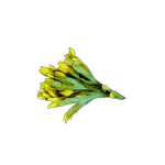 Fucus