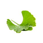 Ginkgo