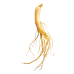 Ginseng