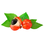 Guarana