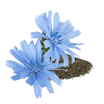 Inuline