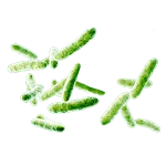 Probiotiques