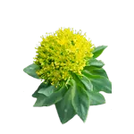 Rhodiola